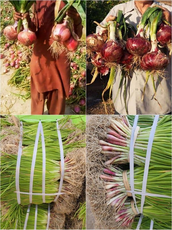 پنیری!! پیاز مرچ بینگن ٹماٹر  Paneeri pyaz mirch onion agri seeds piaz 5