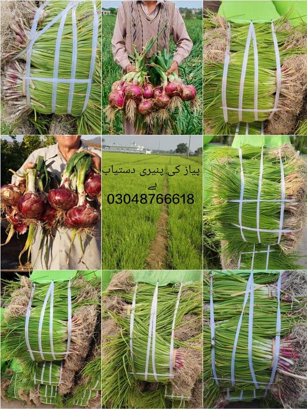 پنیری!! پیاز مرچ بینگن ٹماٹر  Paneeri pyaz mirch onion agri seeds piaz 7