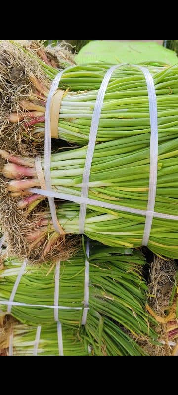 پنیری!! پیاز مرچ بینگن ٹماٹر  Paneeri pyaz mirch onion agri seeds piaz 17