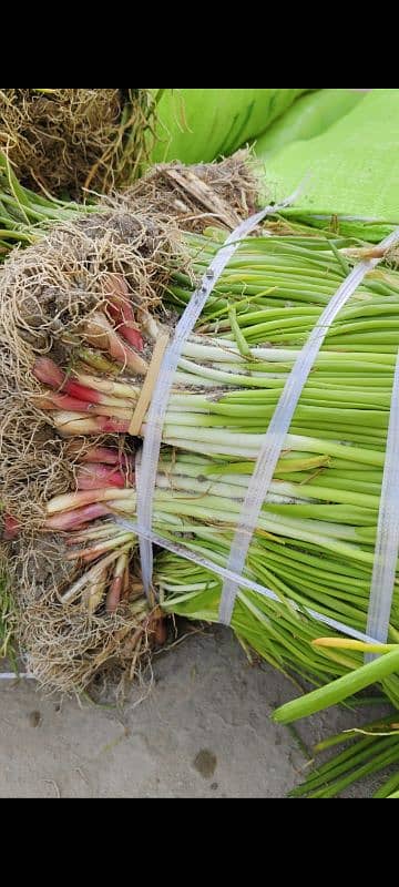 پنیری!! پیاز مرچ بینگن ٹماٹر  Paneeri pyaz mirch onion agri seeds piaz 18