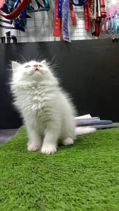 Persian cat