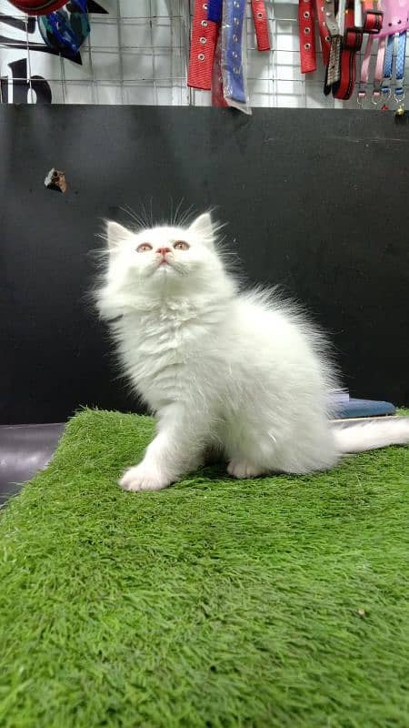 Persian cat 1