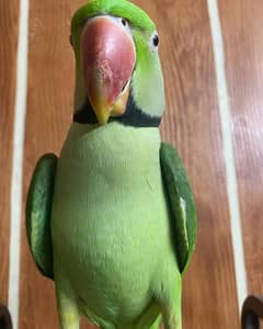 raw parrot for sale Only WhatsApp number03260536967