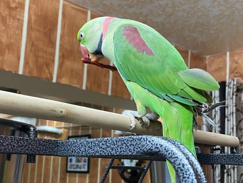 raw parrot for sale Only WhatsApp number03260536967 1