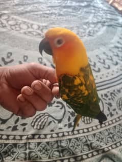 Sunconure