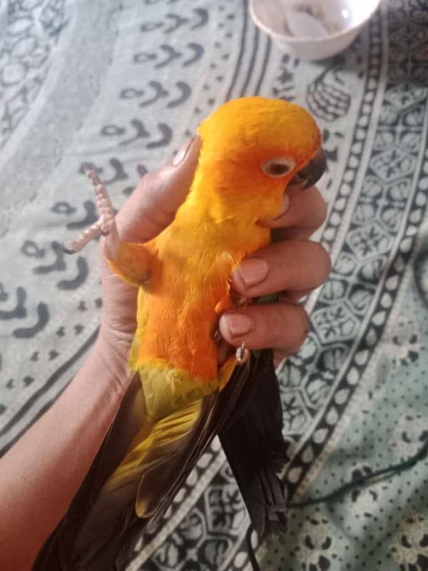 Sunconure Female 1