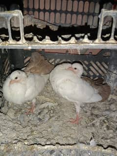 Pigeon redtail chicks pair