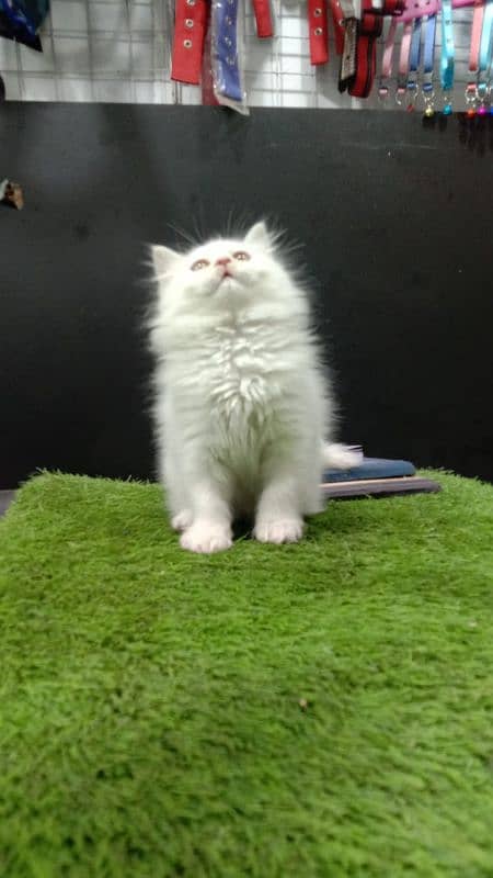 Persian cat for Sale 2