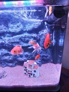 imported aquarium 2by2feet size 03078126036