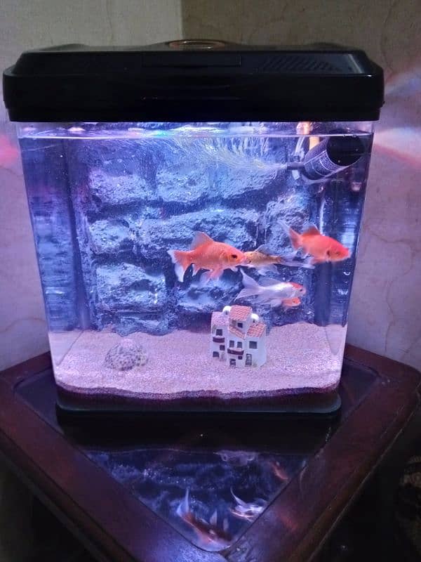 imported aquarium 2by2feet size 03078126036 1