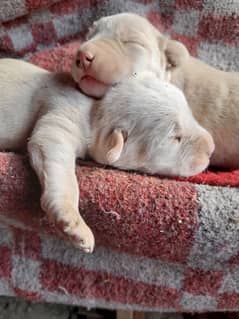 New Born Labrador