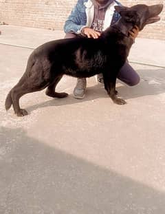 Black shepherd female for sale