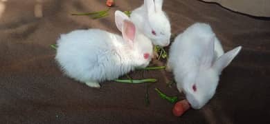 red eyes albino baby rabbits