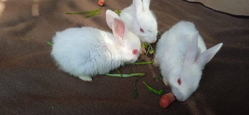 red eyes albino baby rabbits 0