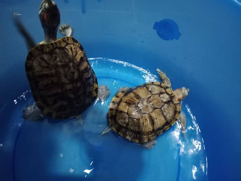 turtle for sale 2