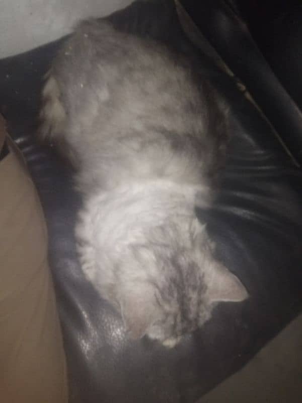 persain cat ha male ha 1.5 saal ki ha grey persian 1