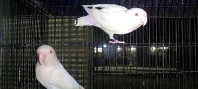 albino red eyes breeder pair