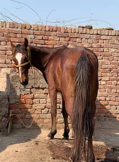 kumat horse dancer