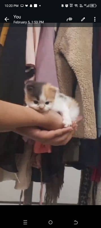 baby Persian triple cottage 0