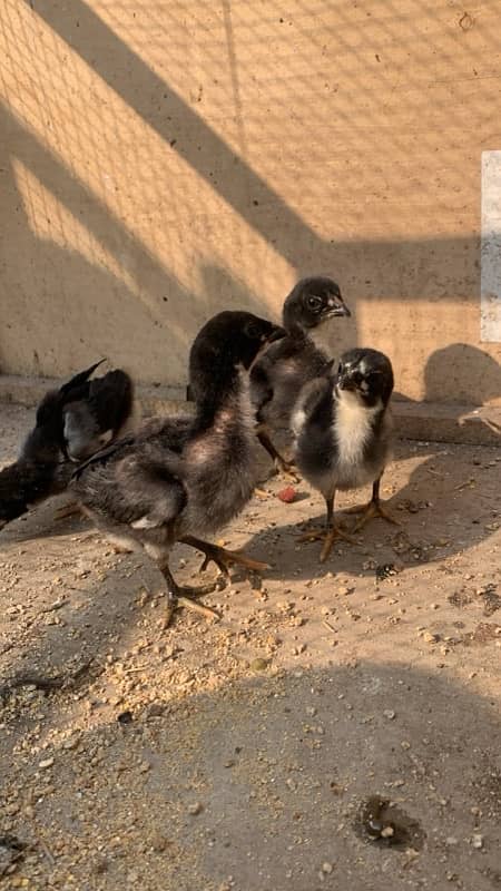 pure Thai Aseel chicks top quality only chicks for sale 030848614O7 11