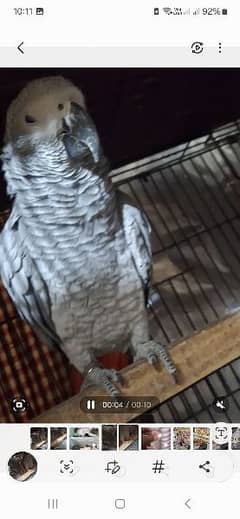 African grey cango Breedar pair