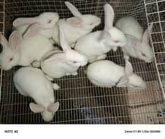 Pure New Zealand white rabbits