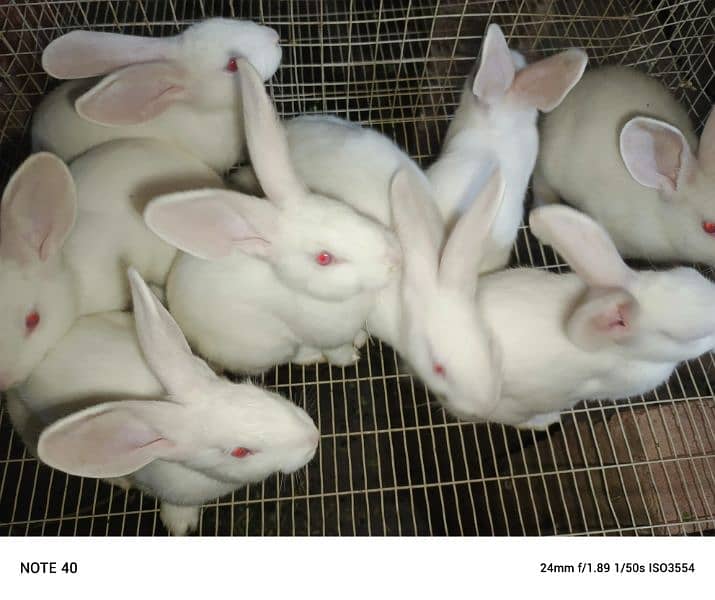 Pure New Zealand white rabbits 1