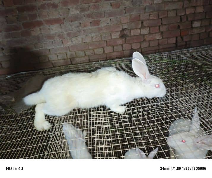 Pure New Zealand white rabbits 3