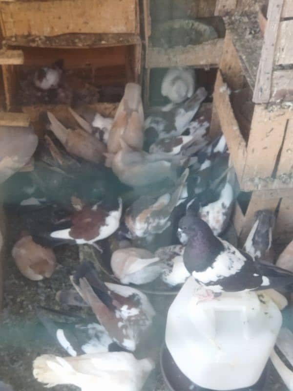 kabray pigeons pairs 5