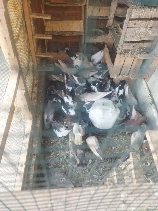 kabray pigeons pairs 9