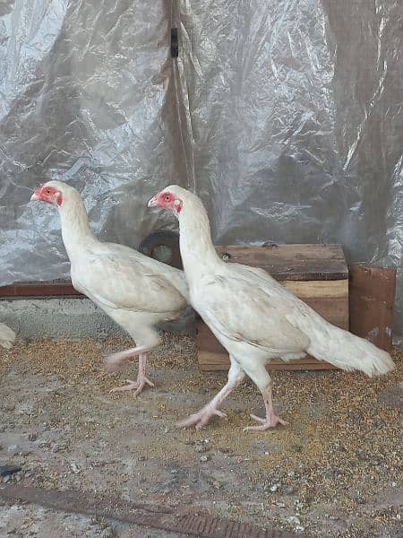 Heera Aseel females available 6,7 months age High quality 1