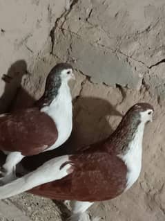 lal suraji full pair breeder pair guarantee