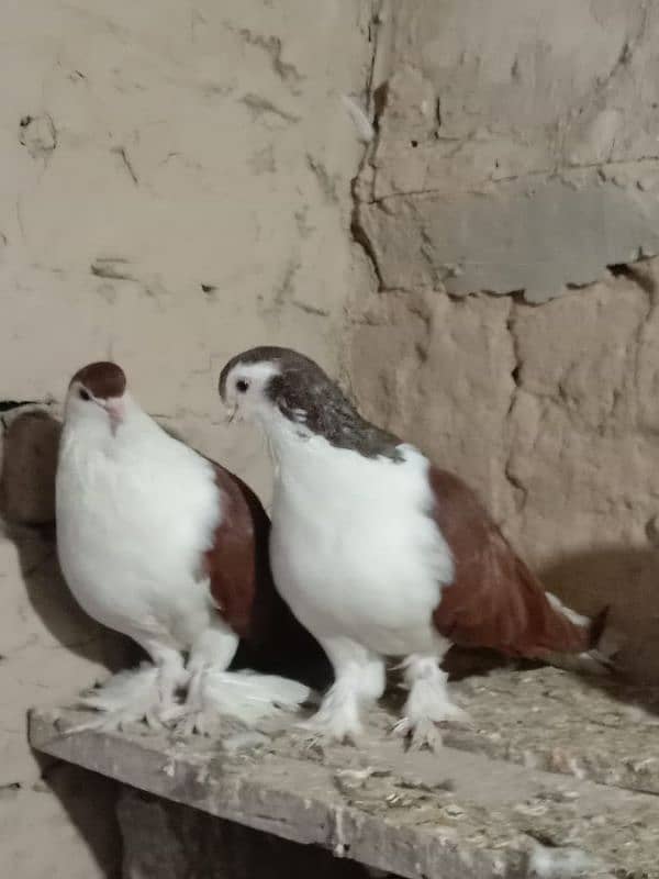 lal suraji full pair breeder pair guarantee 1