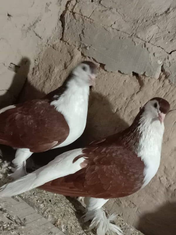 lal suraji full pair breeder pair guarantee 2