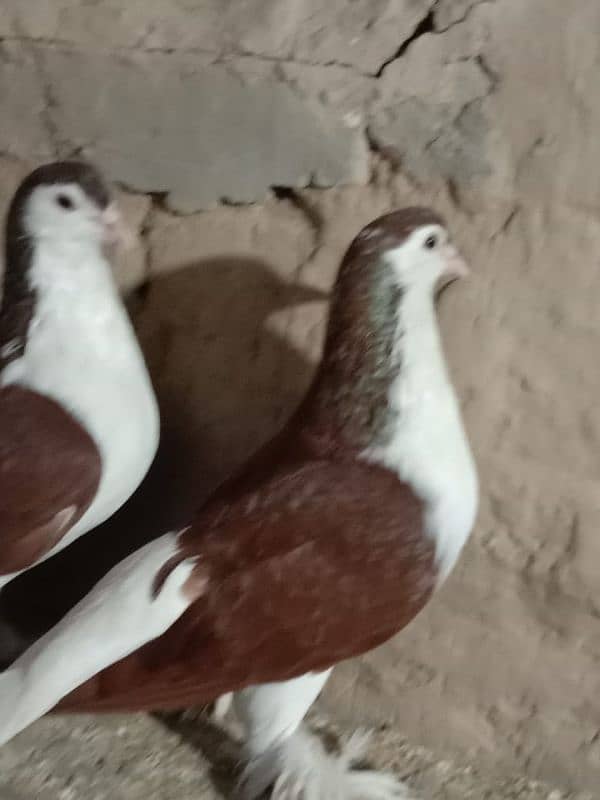 lal suraji full pair breeder pair guarantee 3