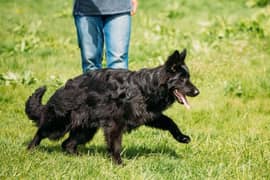 black shepherd male available for sale