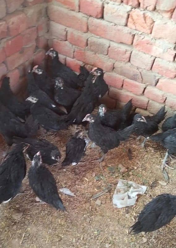 Australorp chickens available|Australorp fertilizer agg available 3