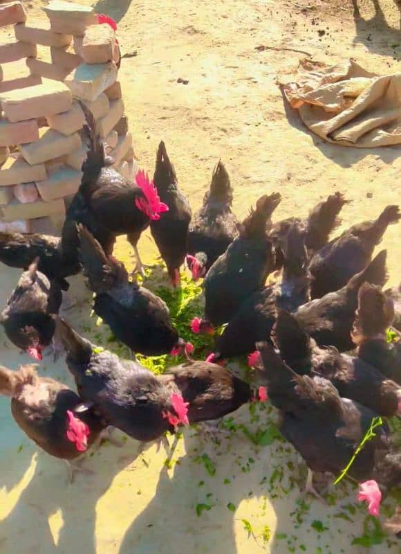 Australorp chickens available|Australorp fertilizer agg available 4