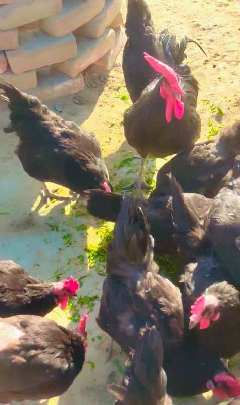 Australorp chickens available|Australorp fertilizer agg available 5