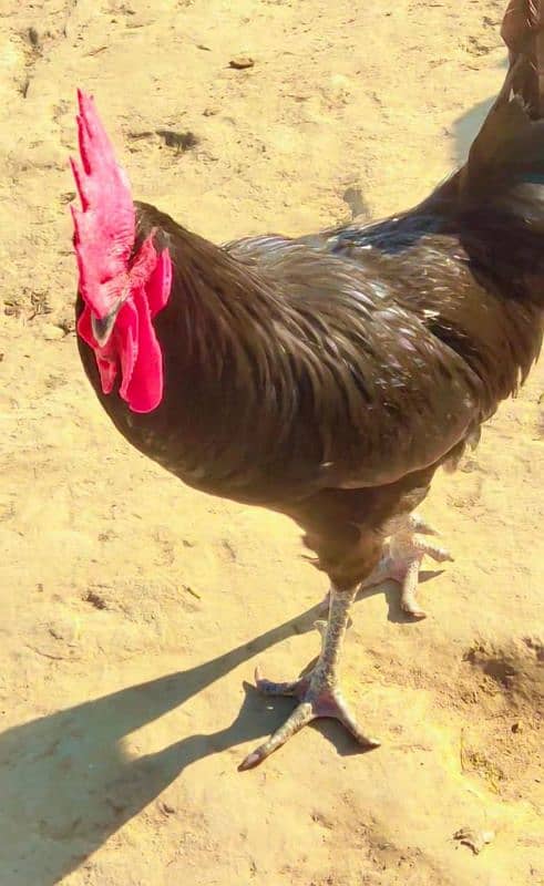 Australorp chickens available|Australorp fertilizer agg available 6