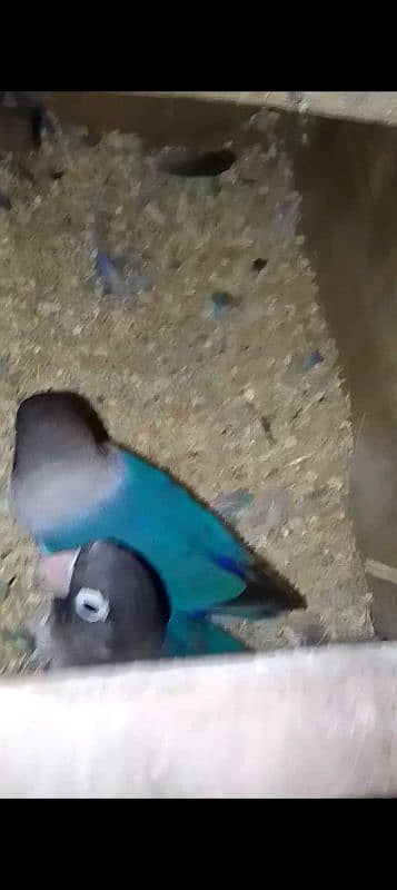 love birds for sale breeder pairs healthy and active breeder pair hai 4