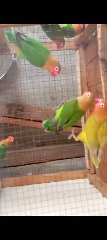 love birds for sale breeder pairs healthy and active breeder pair hai 6