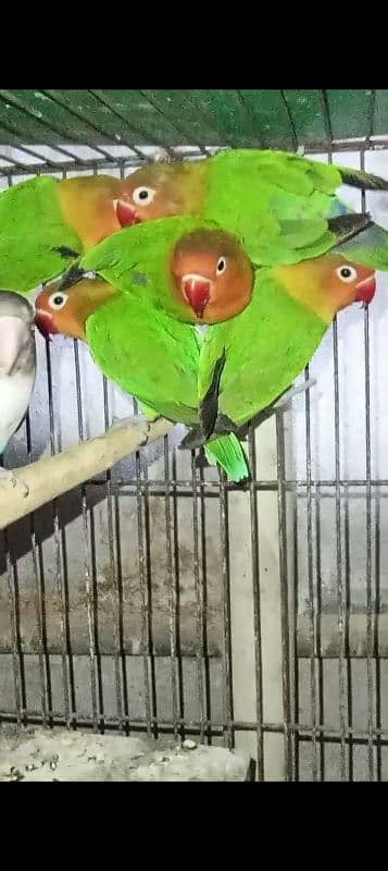 love birds for sale breeder pairs healthy and active breeder pair hai 8