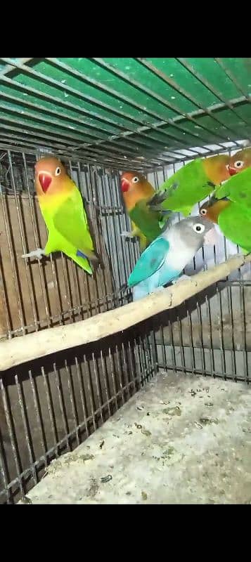 love birds for sale breeder pairs healthy and active breeder pair hai 9