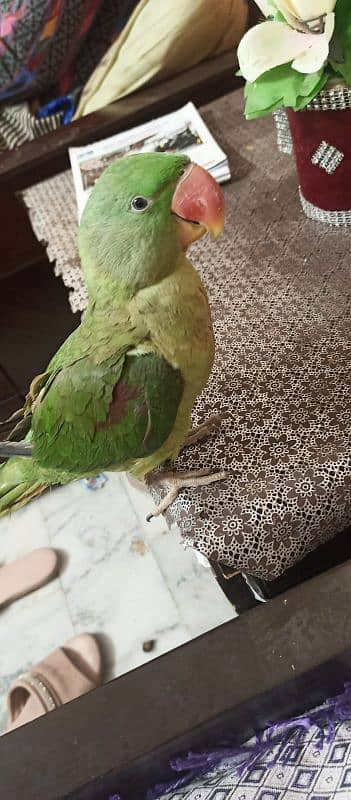 beautiful fully handtame female parrot 0