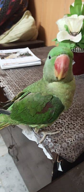 beautiful fully handtame female parrot 1