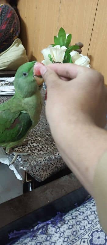 beautiful fully handtame female parrot 2