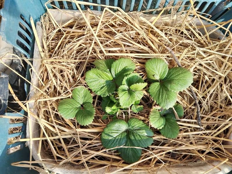 strawberry plants 0