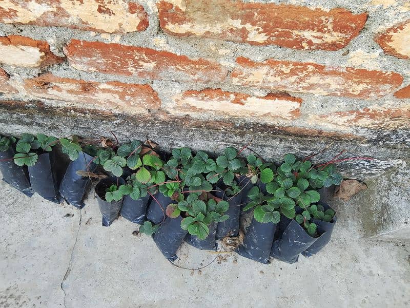 strawberry plants 1