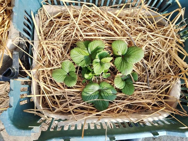 strawberry plants 3